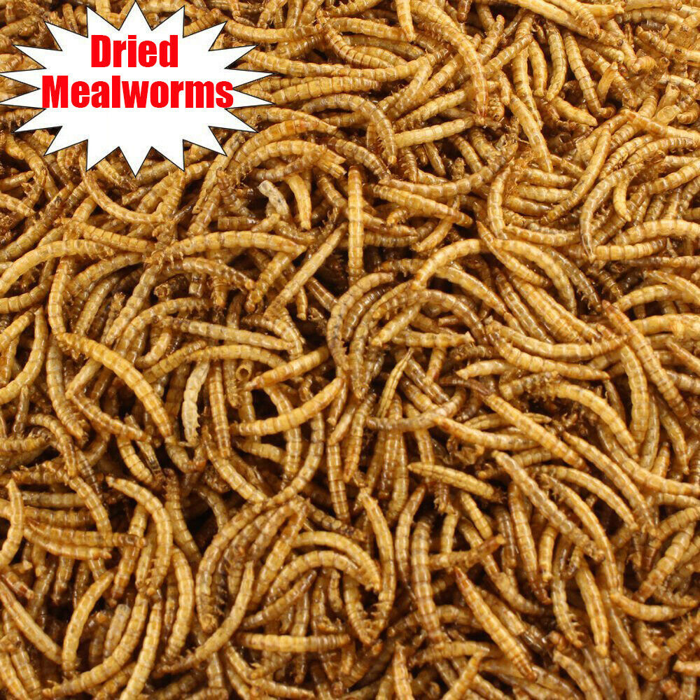 Lot Bulk Dried Mealworms For Wild Birds Food Blue Bird Chickens Hen Treats Food